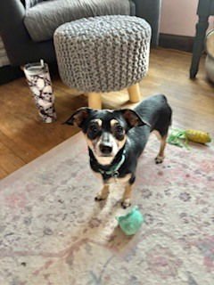 ALFRED - Dachshund / Chihuahua available for adoption