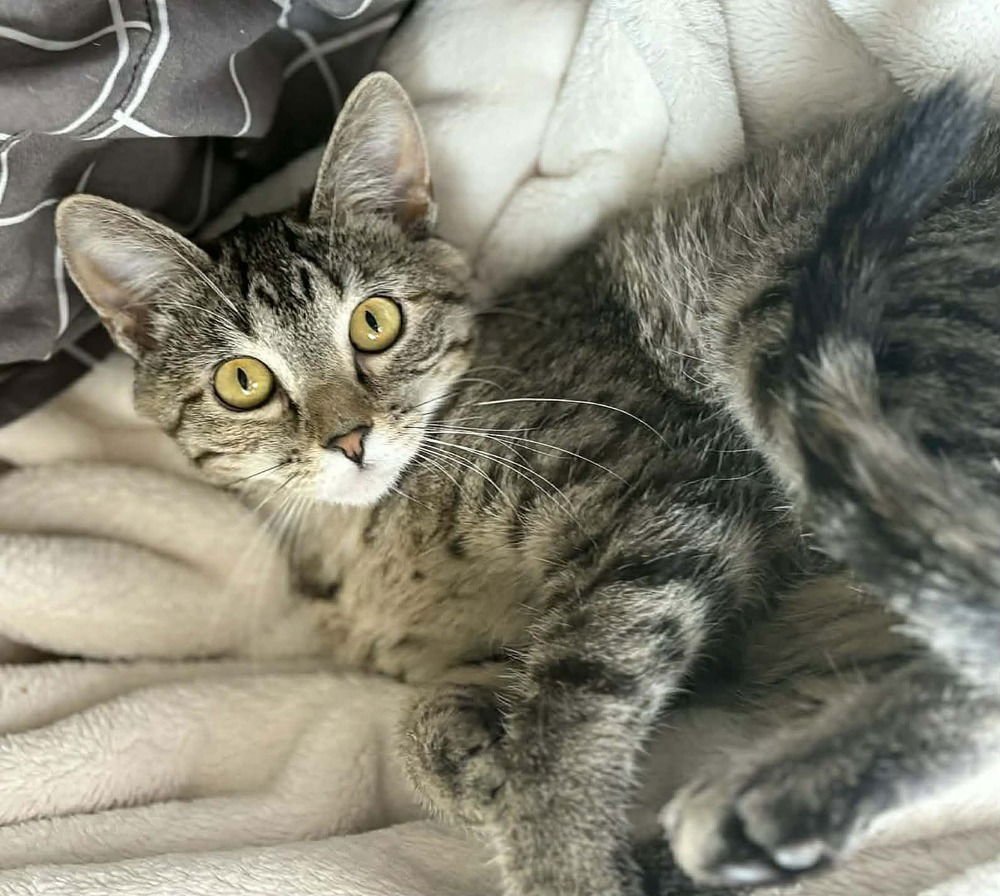 JEAN - Domestic Short Hair available for adoption