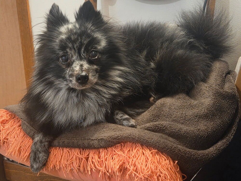 PICASSO - Pomeranian available for adoption
