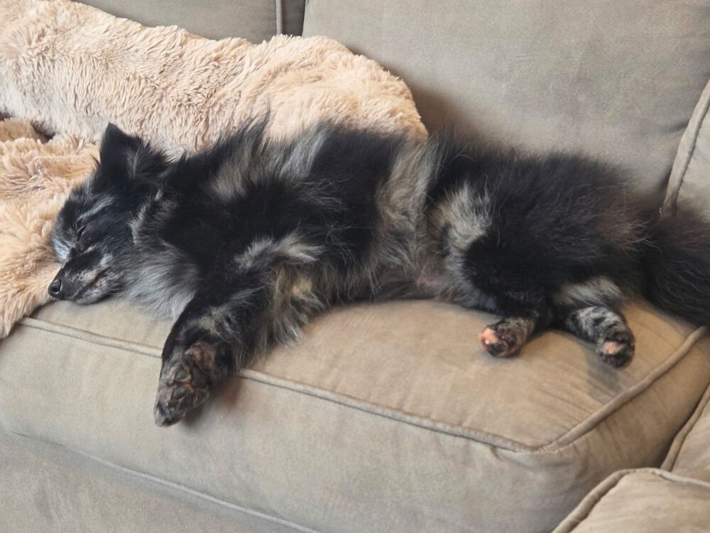 PICASSO - Pomeranian available for adoption