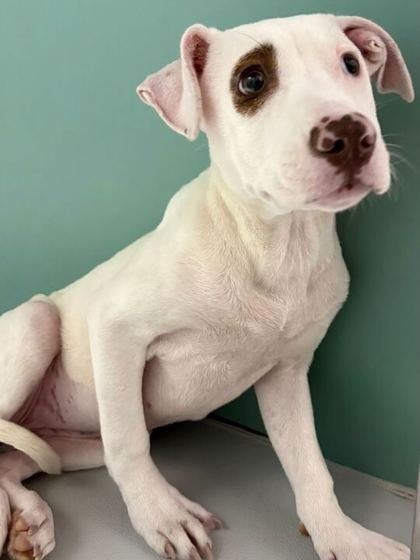 SNOWSPOT~FOSTER OR FOSTER TO ADOPT NEEDED~