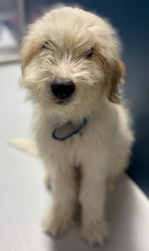 MOE ~FOSTER OR FOSTER TO ADOPT NEEDED ~