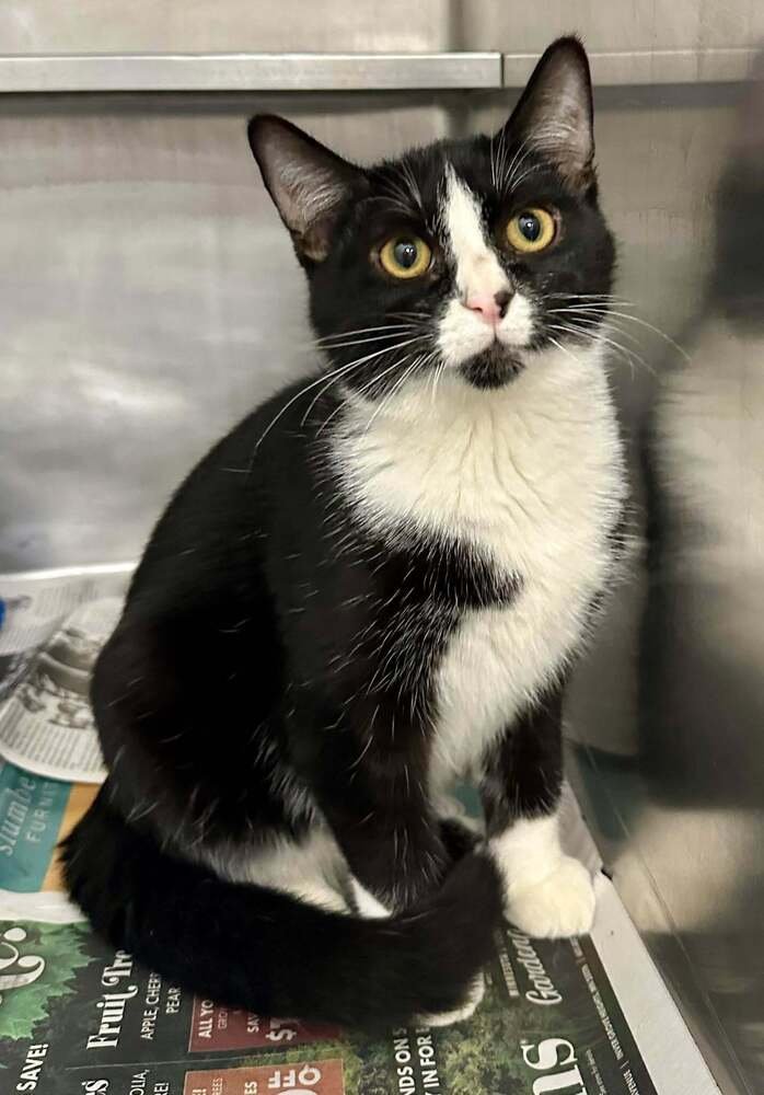 RUDOLPH - Domestic Short Hair available for adoption