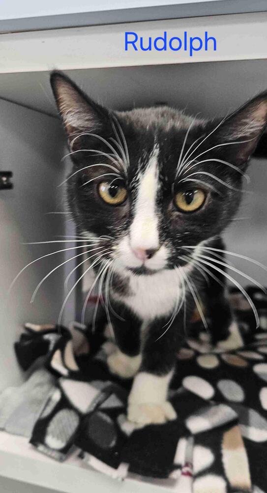 RUDOLPH - Domestic Short Hair available for adoption