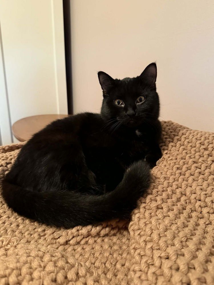 CONDI - Domestic Medium Hair available for adoption