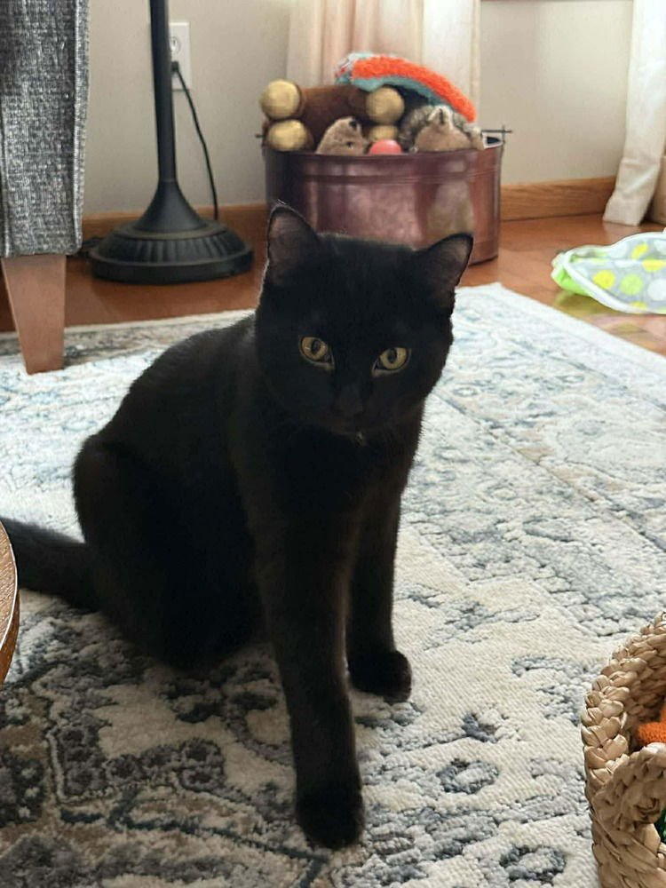 CONDI - Domestic Medium Hair available for adoption