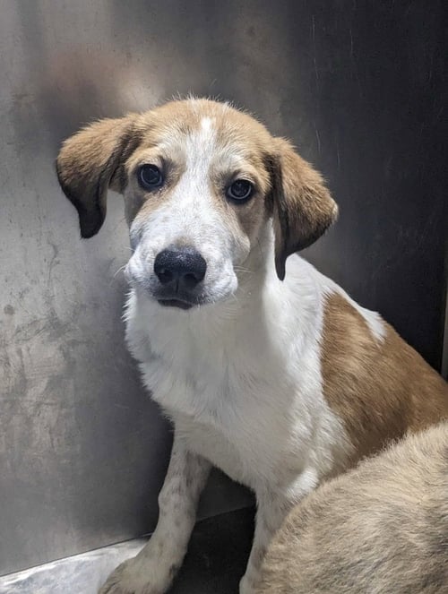 NEPTUNE~FOSTER OR FOSTER TO ADOPT NEEDED~