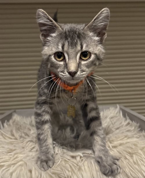COLE - Domestic Short Hair available for adoption