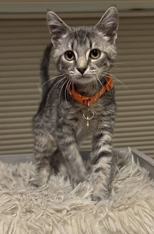 COLE - Domestic Short Hair available for adoption