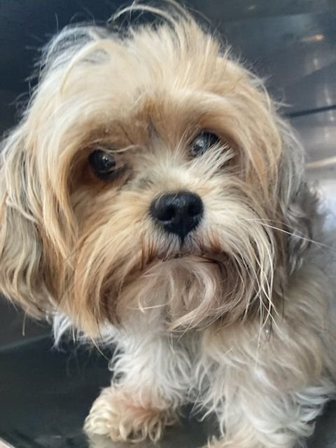HORACE~FOSTER OR FOSTER TO ADOPT NEEDED~ - Havanese available for adoption