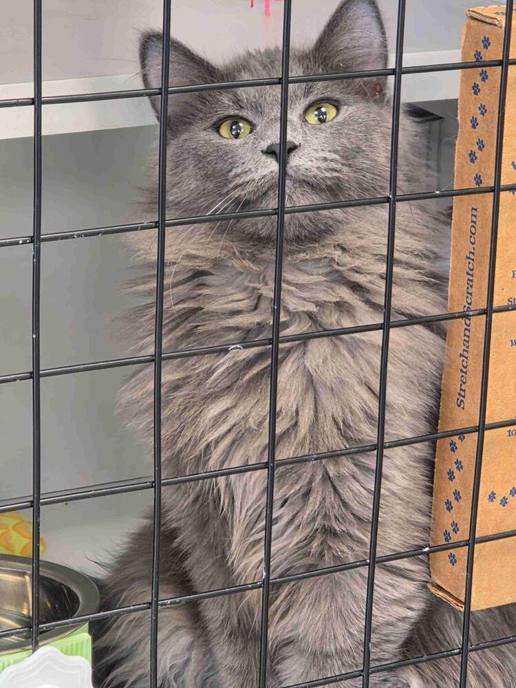 SIR GIO - Domestic Medium Hair available for adoption