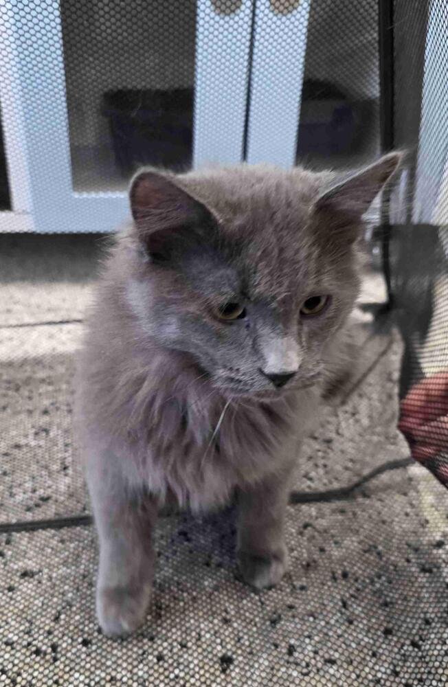 SIR GIO - Domestic Medium Hair available for adoption