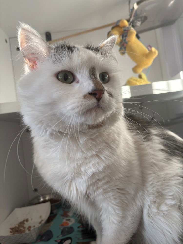 WALTER - Domestic Long Hair / Domestic Short Hair available for adoption