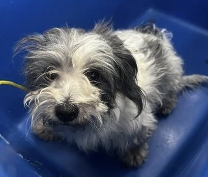 RAVEN~FOSTER OR FOSTER TO ADOPT NEEDED~