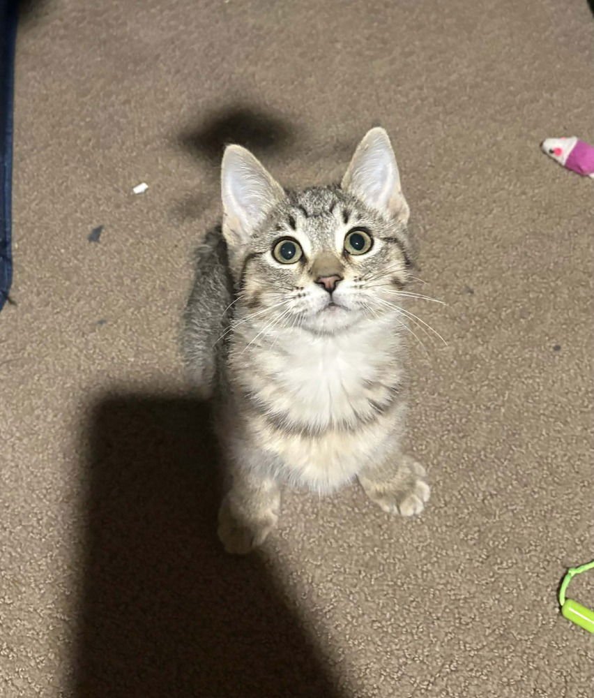 MIRANDA - Domestic Short Hair available for adoption