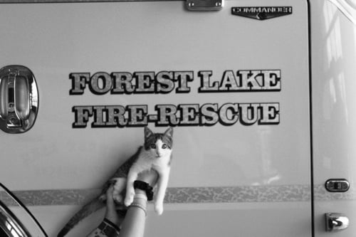 WOO - Domestic Short Hair / Domestic Short Hair available for adoption