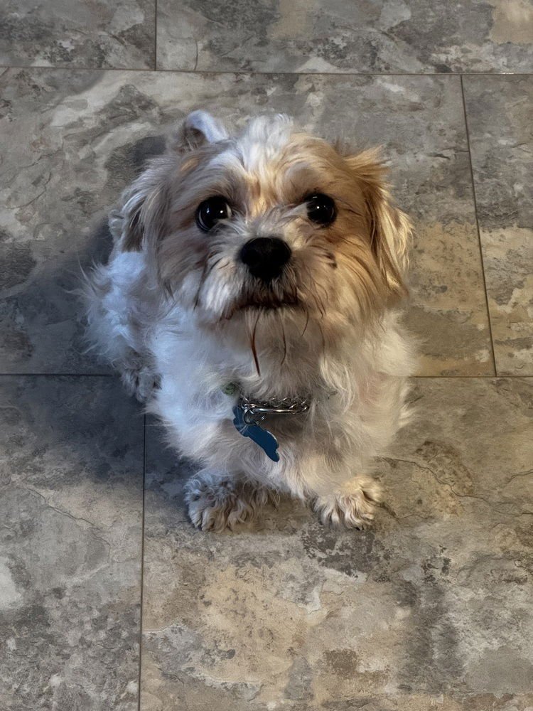 PENNY *MULTIPLE APPLICANTS - Shih Tzu available for adoption