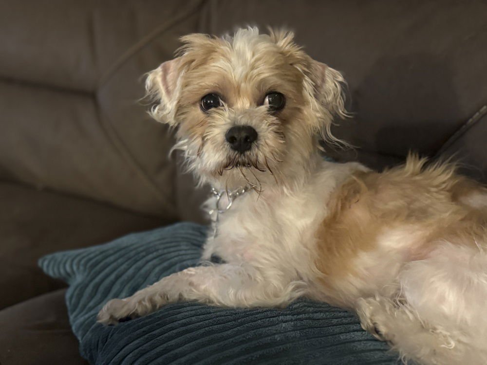 PENNY *MULTIPLE APPLICANTS - Shih Tzu available for adoption