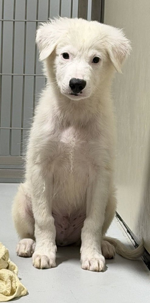 SNOW ~FOSTER OR FOSTER TO ADOPT NEEDED~ - Terrier available for adoption