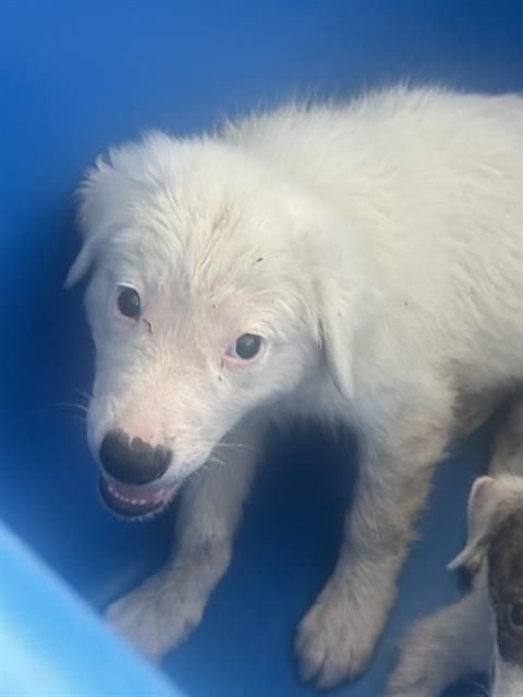 SNOW~FOSTER OR FOSTER TO ADOPT NEEDED~ - Terrier available for adoption