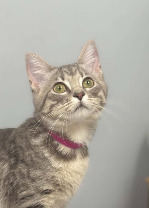 ELENA - Domestic Short Hair / Domestic Short Hair available for adoption