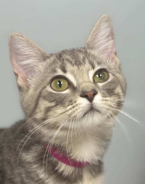 ELENA - Domestic Short Hair / Domestic Short Hair available for adoption