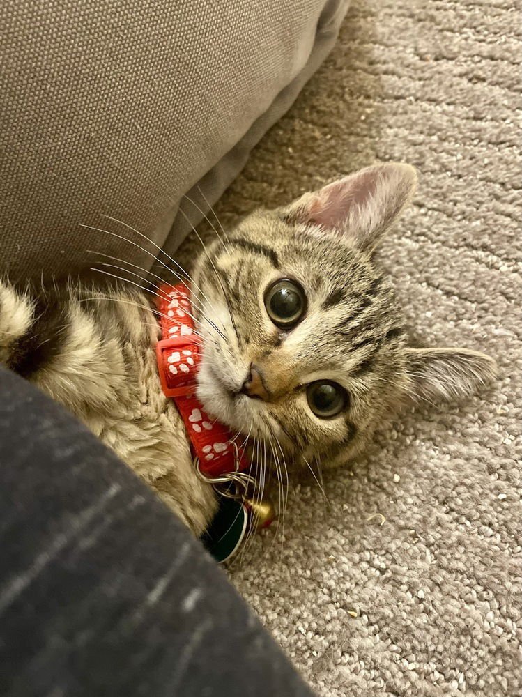 WREN - Domestic Short Hair available for adoption