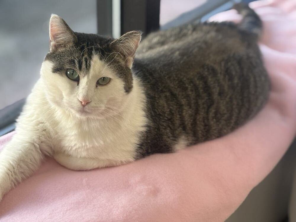 CHOCOLATE - Domestic Short Hair / Domestic Short Hair available for adoption