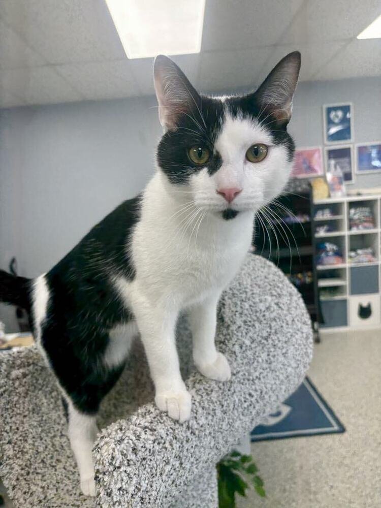 FRECKLES - Domestic Short Hair available for adoption