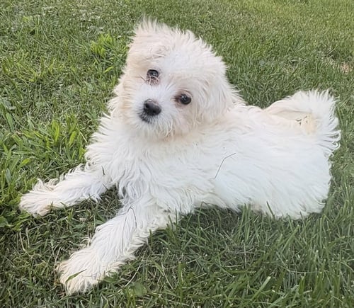 STRATUS-"NO LONGER ACCEPTING APPLICATIONS - Poodle (T-Cup) / Maltese available for adoption