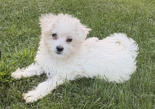 STRATUS-"NO LONGER ACCEPTING APPLICATIONS - Poodle (T-Cup) / Maltese available for adoption