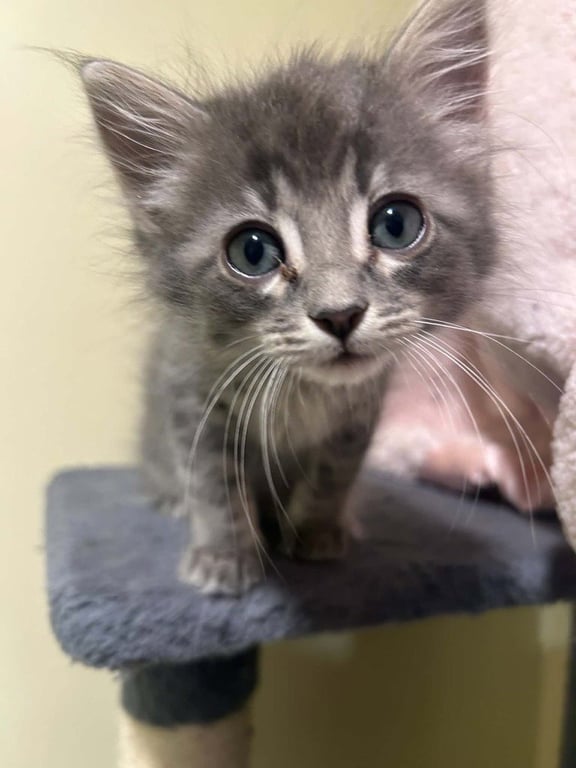 Rojas Image