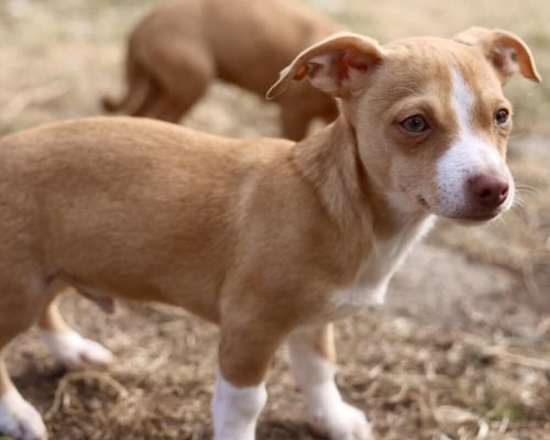 DANNY - Chihuahua available for adoption