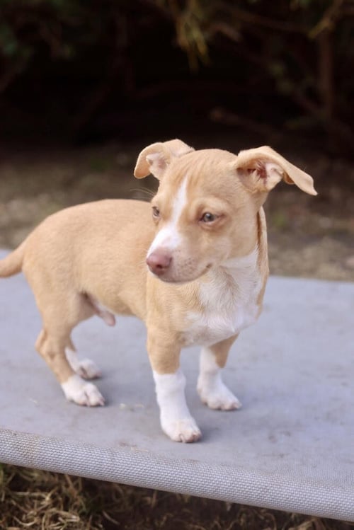 DANNY - Chihuahua available for adoption