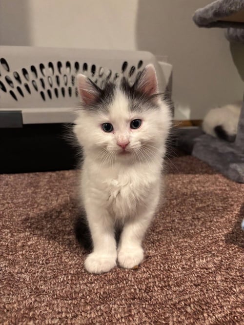 BING - Domestic Medium Hair available for adoption