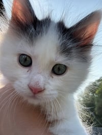 Bing - Photo 3