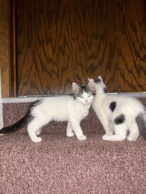 BING *NO LONGER ACCEPTING APPLICATIONS* - Domestic Medium Hair available for adoption