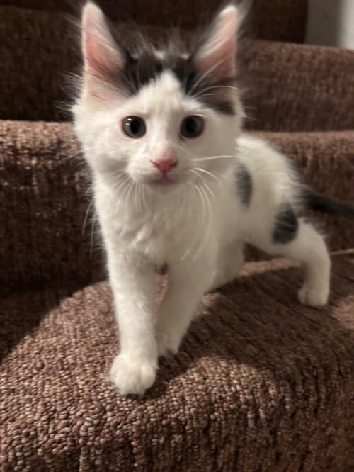 BING - Domestic Medium Hair available for adoption