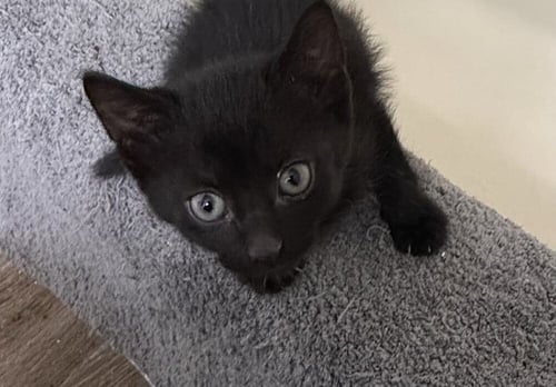 FRENCH TOAST - Domestic Short Hair available for adoption