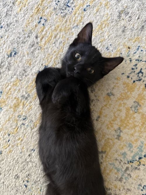 FRENCH TOAST - Domestic Short Hair available for adoption