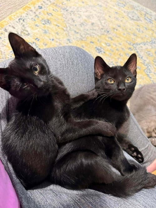 FRENCH TOAST - Domestic Short Hair available for adoption