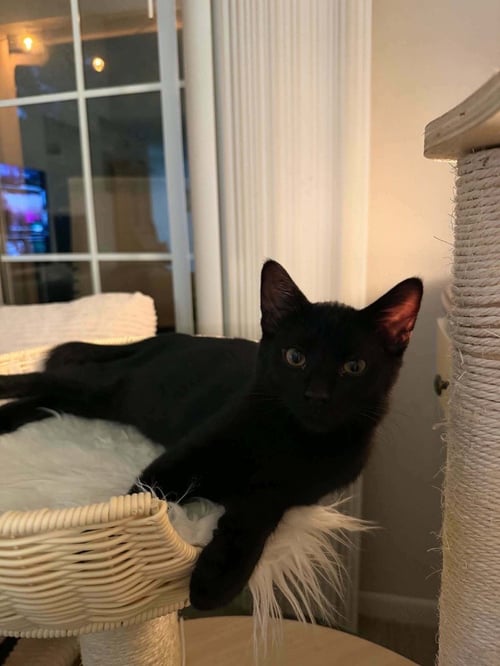 FRENCH TOAST - Domestic Short Hair available for adoption