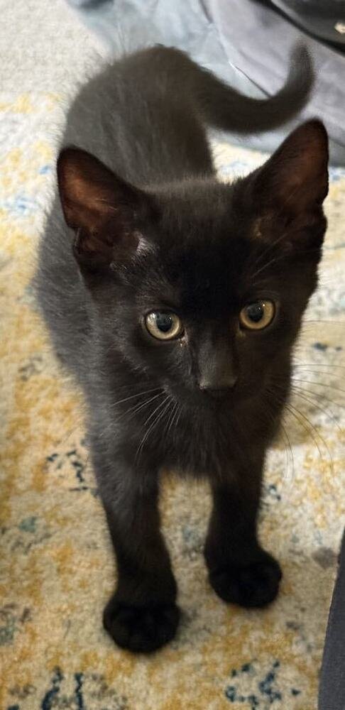 FRENCH TOAST - Domestic Short Hair available for adoption