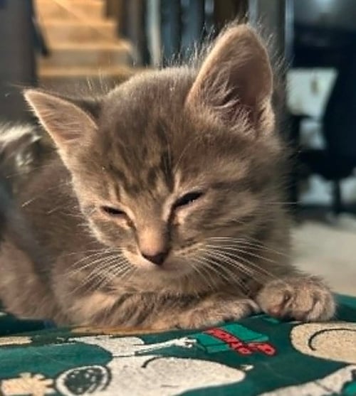 PERLA - Colorpoint Shorthair / Domestic Short Hair available for adoption
