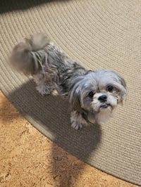 Kokie ~No Longer Accepting Applications - Photo 4