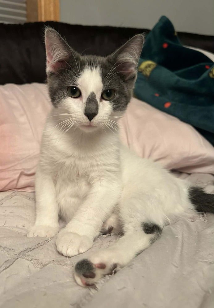 MONSTER - Domestic Medium Hair available for adoption