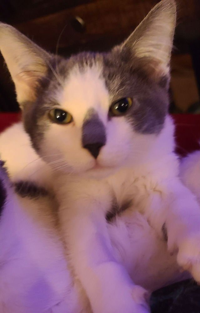 MONSTER - Domestic Medium Hair available for adoption