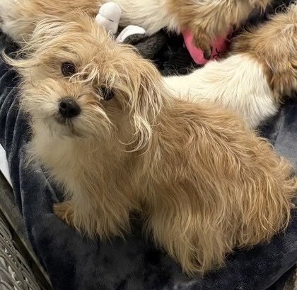 ROCKY - Terrier available for adoption