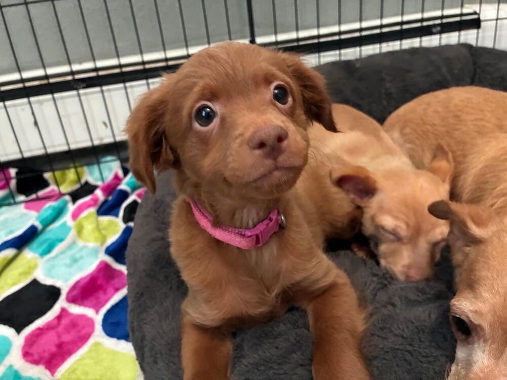 DANIEL STRIPED TIGER - Chihuahua available for adoption