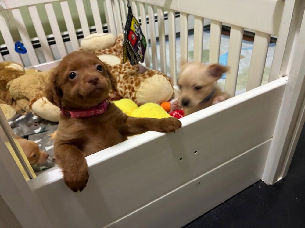 DANIEL STRIPED TIGER - Chihuahua available for adoption